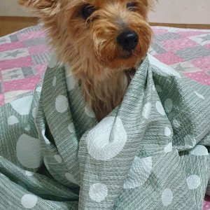 강아지를 찾습니다 요크셔테리어 부산광역시 부산진구