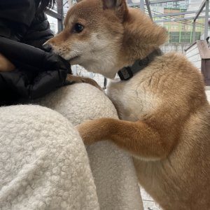 강아지를 찾습니다 시바 서울특별시 성북구
