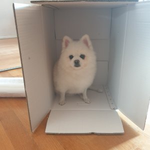 강아지를 찾습니다 포메라니언 경상남도 진주시