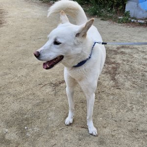 강아지를 찾습니다 진돗개 경기도 포천시