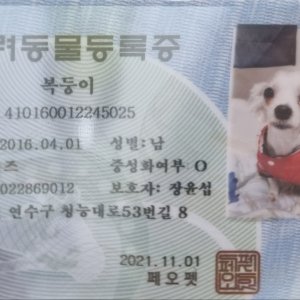 강아지를 찾습니다 말티즈 인천광역시 연수구