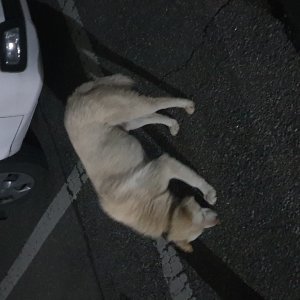 강아지 주인을 찾습니다 진돗개 경기도 광주시