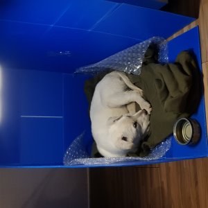 강아지 주인을 찾습니다 믹스견 경기도 김포시