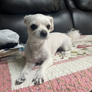 강아지를 찾습니다 말티즈 경기도 용인시 처인구