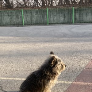 강아지를 찾습니다 기타견종 경기도 김포시