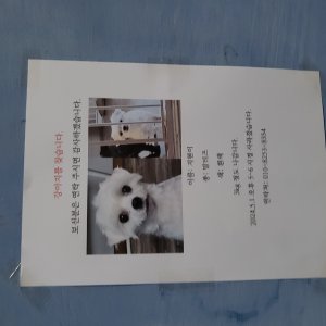 강아지를 찾습니다 말티즈 경기도 의정부시
