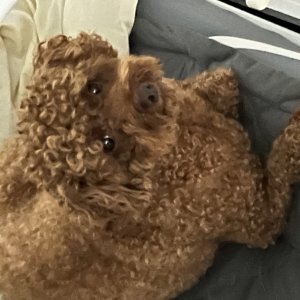강아지를 찾습니다 푸들/미니어처푸들 서울특별시 금천구