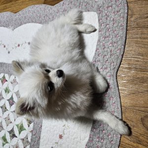 강아지 주인을 찾습니다 포메라니언 경기도 시흥시