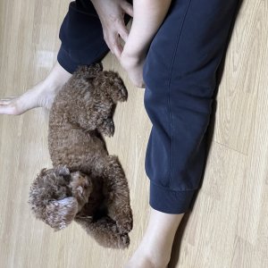 강아지를 찾습니다 푸들/토이푸들 경상북도 영주시