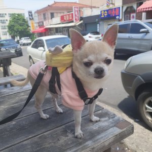 강아지를 찾습니다 치와와 전라남도 고흥군