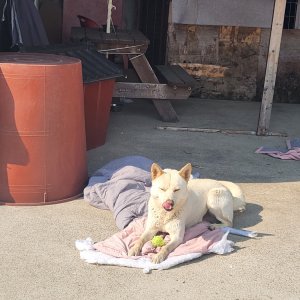 강아지를 찾습니다 진돗개 경기도 의정부시