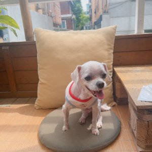 강아지를 찾습니다 말티즈 인천광역시 남동구