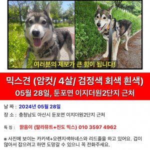강아지를 찾습니다 믹스견 충청남도 아산시