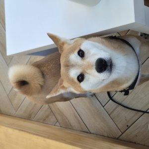 강아지를 찾습니다 시바 경상북도 포항시 북구