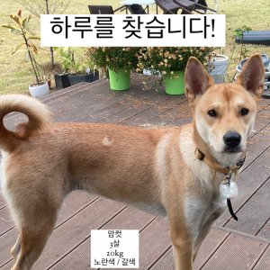 강아지를 찾습니다 진돗개 경기도 하남시