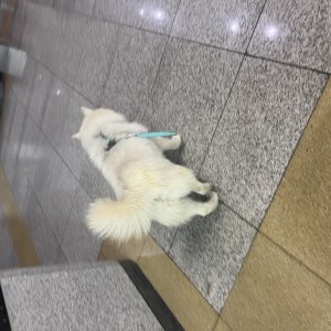 강아지 주인을 찾습니다 제퍼니즈스피츠 경상북도 경주시