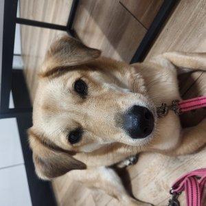 강아지를 찾습니다 믹스견 충청북도 청주시 흥덕구