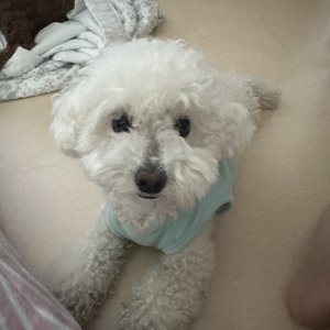 강아지를 찾습니다 비숑프리제 서울특별시 송파구