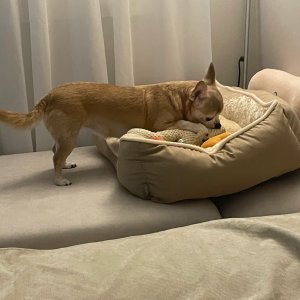 강아지를 찾습니다 치와와 강원도 강릉시