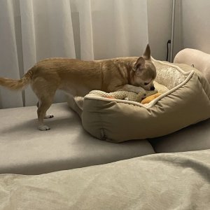 강아지를 찾습니다 치와와 강원도 강릉시