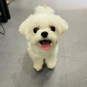 강아지를 찾습니다 말티즈 경기도 시흥시