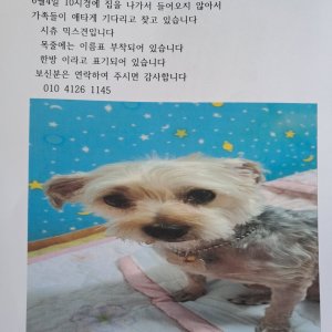 강아지를 찾습니다 요크셔테리어 충청남도 천안시 서북구