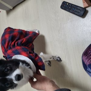 강아지를 찾습니다 보더콜리 경기도 안양시 동안구