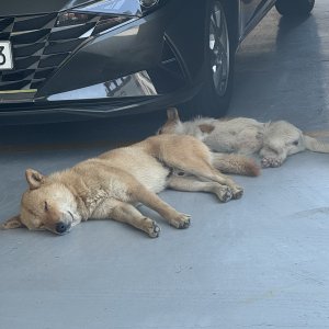 강아지 주인을 찾습니다 기타견종 전라남도 순천시