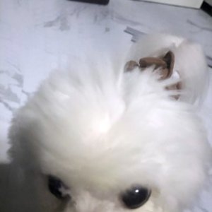 강아지를 찾습니다 비숑프리제 경기도 안산시 단원구