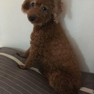 강아지를 찾습니다 푸들/토이푸들 서울특별시 강북구