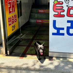 강아지 주인을 찾습니다 기타견종 경기도 성남시 중원구