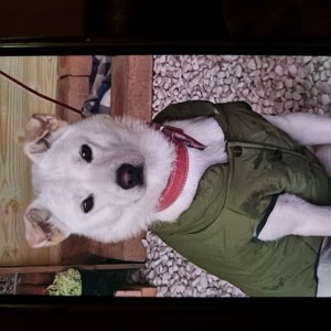 강아지를 찾습니다 진돗개 경기도 광주시