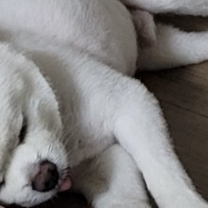 강아지를 찾습니다 포메라니언 충청북도 청주시 흥덕구