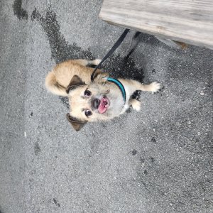 강아지를 찾습니다 믹스견 부산광역시 사상구
