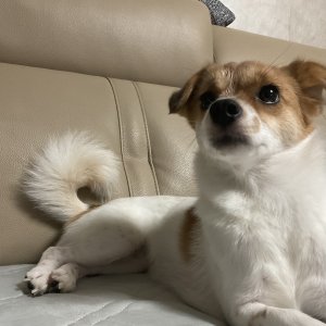 강아지를 찾습니다 믹스견 광주광역시 서구