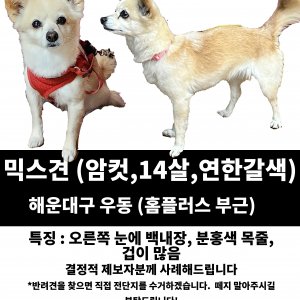 강아지를 찾습니다 기타견종 부산광역시 해운대구