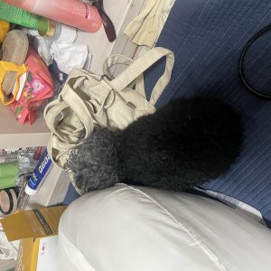 강아지를 찾습니다 푸들/토이푸들 경상북도 영덕군