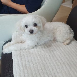 강아지를 찾습니다 믹스견 충청남도 보령시