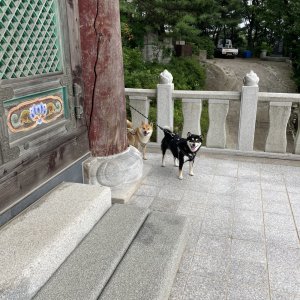 강아지를 찾습니다 시바 경기도 안양시 만안구