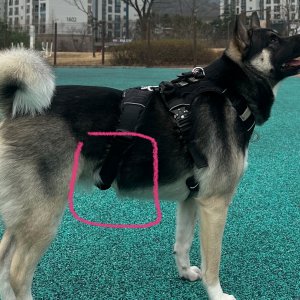 강아지를 찾습니다 진돗개 경기도 광주시