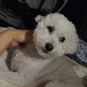 강아지를 찾습니다 푸들/미디엄푸들 경상남도 밀양시