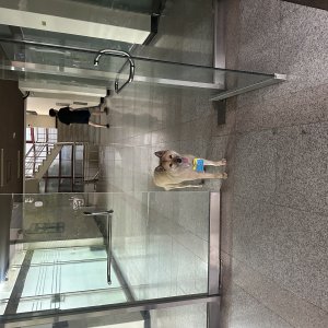 강아지를 찾습니다 진돗개 대구광역시 달서구