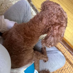 강아지를 찾습니다 푸들/미니어처푸들 대구광역시 동구