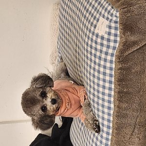 강아지를 찾습니다 푸들/토이푸들 강원도 강릉시