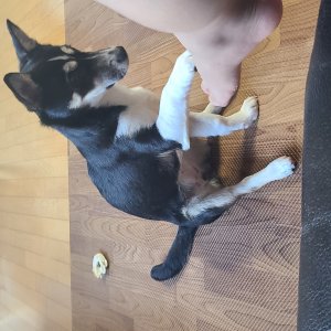 강아지를 찾습니다 믹스견 전라북도 전주시 덕진구