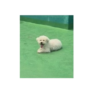 강아지를 찾습니다 비숑프리제 대구광역시 서구