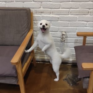 강아지를 찾습니다 믹스견 경기도 가평군