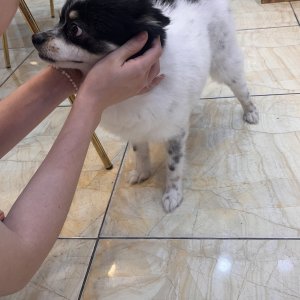 강아지 주인을 찾습니다 기타견종 경기도 수원시 권선구