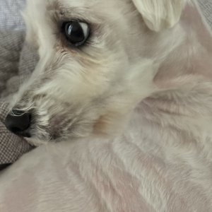 강아지를 찾습니다 말티즈 서울특별시 강동구