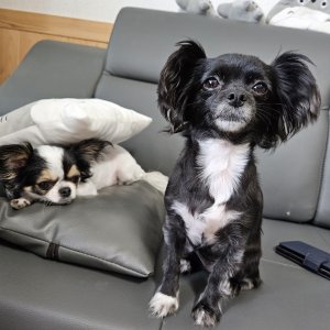 강아지를 찾습니다 치와와 경상남도 창원시 마산합포구